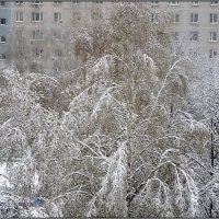 "Фата" для берёзы :: Ольга Довженко