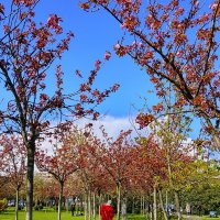 Цветение сакуры :: Tata Wolf