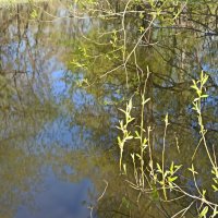 Приметы весны :: Галина 