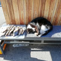 Где рыбка, там и котик =) :: Анастасия Данько