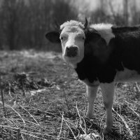 Бык :: Радмир Арсеньев