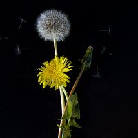 Семейство. :: Lucy Schneider 