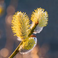 Весна на севере, окрестности Ухты. :: Николай Зиновьев