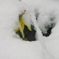 Вчерашний нарцисс :: Александр Чеботарь