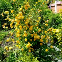 Керрия японская - Пленифлора :: Нина Бутко