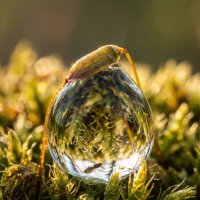 капля воды во мху :: Лилия 