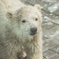 полярный мишка :: Аркадий Лаптенко