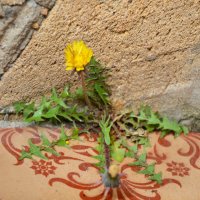 Жажда жизни - великая сила природы... :: Надежда Куркина 