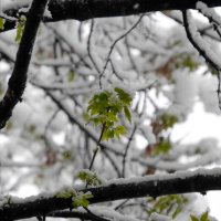 "Дождь ли, снег… Любое время года  Надо благодарно принимать…" :: Наталья Rosenwasser