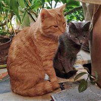 Любимая парочка :: Александр Чеботарь