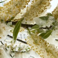 Снег в апреле :: Pippa 