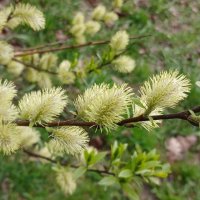 Веселые пушистики :: Наталья Герасимова