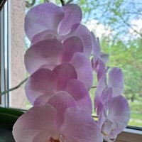 Моя коллекция орхидей :: Irene Irene