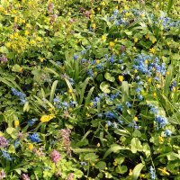 Ковёр весенних цветов :: Лидия Бусурина