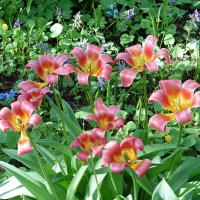 Хоровод тюльпанов :: Лидия Бусурина