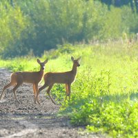 Грации :: Михаил Белоусов