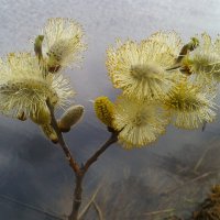 Дыхание весны. :: сергей ермошкин