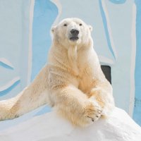Полярный медведь КАЙ. :: Аркадий Лаптенко