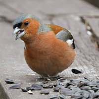 Зяблик :: Лина 