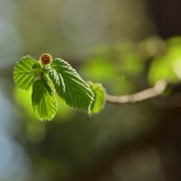 Весенние ангелы :: Ирина ДомикДобра
