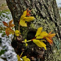 Снежный коллапс в Москве :: Натали 