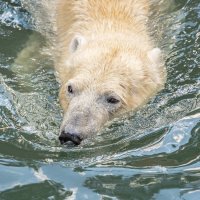 на воде :: Аркадий Лаптенко