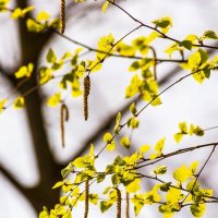 Продли нам этот миг, Весна! :: Ravile 