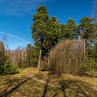 Весна, Весна, Весна 4 :: Андрей Дворников