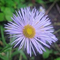 Летний :: Елена Семигина