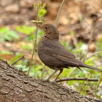 ... :: Вячеслав Минаев