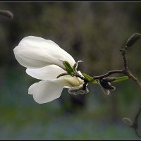 *** :: Aleksandr Gal