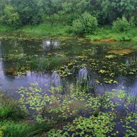 Река Кашинка :: Анастасия Смирнова