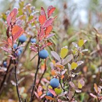 Голубика :: Александр 