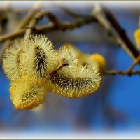 Пушистая вербочка ... :: Валентина Надсон