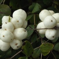 Снежноягодник :: Freddy 97