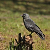 На пьедестале. :: Татьяна Бравая