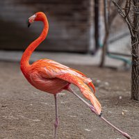 Розовый фламинго :: Михаил Измайлов