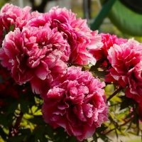 Наступила пора пионов :: Юрий. Шмаков