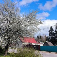 Алыча у дороги :: Ольга 