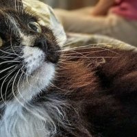 Кот Топа :: Михаил Столяров