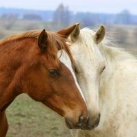 Вот она - Любовь...:) :: Валерий Кокорев