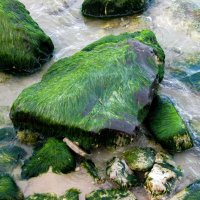 водоросли. :: Argaman Табашник