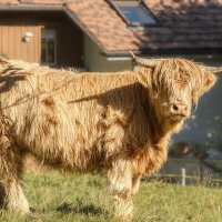 Хайленд :: Владимир Колесников