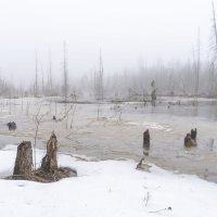 Туманный день в начале апреля :: Сергей Ц