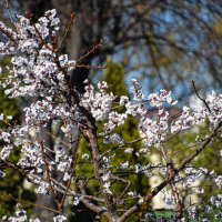 Абрикосовое дерево :: Олег 