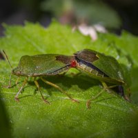 Интрижка :: Игорь 