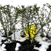 Застрявший воздушный шар. :: Любимова Ольга 