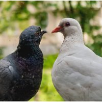 Голубь и голубка. :: Валентин Кузьмин