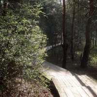Лесная тропа :: Дмитрий И_