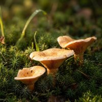 Грибы в лесу :: Лилия 